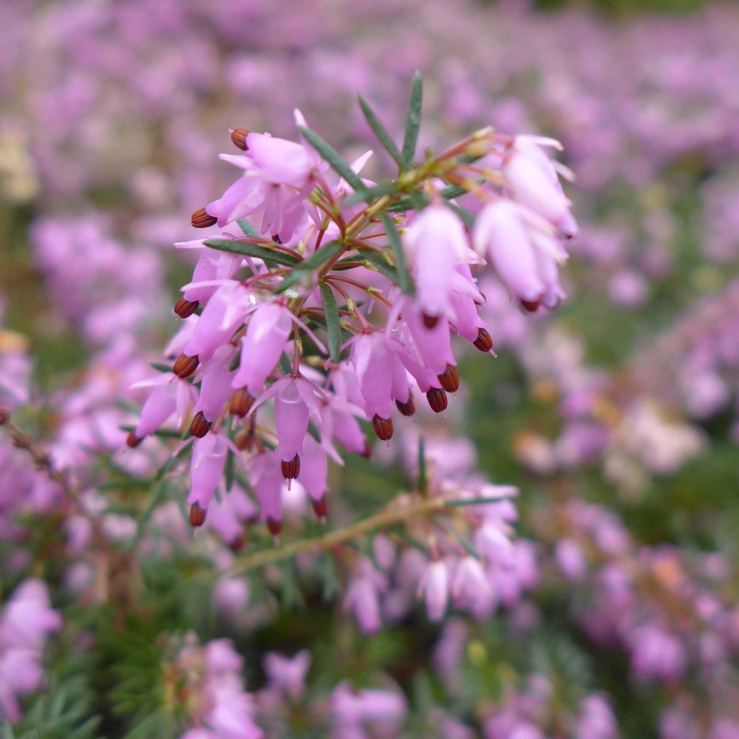 Erica carnea 'December Red'